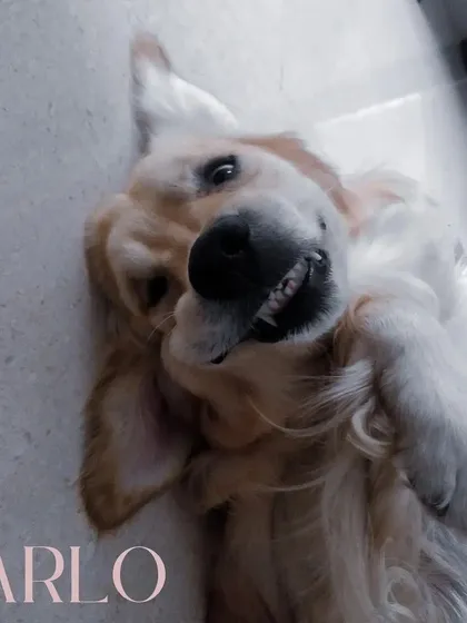 The pure, goofy joy of a happy dog. This is Arlo, a gentle boy who completely won me over. My home is a place for belly rubs, silly moments, and lots of smiles.