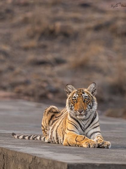 Eye contact is the essence of powerful photography. This young tiger cub, resting on a concrete structure, makes a direct connection. My gear's focus locking and sharpness make this simple moment impactful.