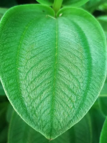 This is a close-up of a Tibouchina grandifolia leaf, also known as the Silver Leafed Princess Flower. The leaf has a unique velvety texture and distinct veins, adding foliage interest even when the plant is not in bloom.