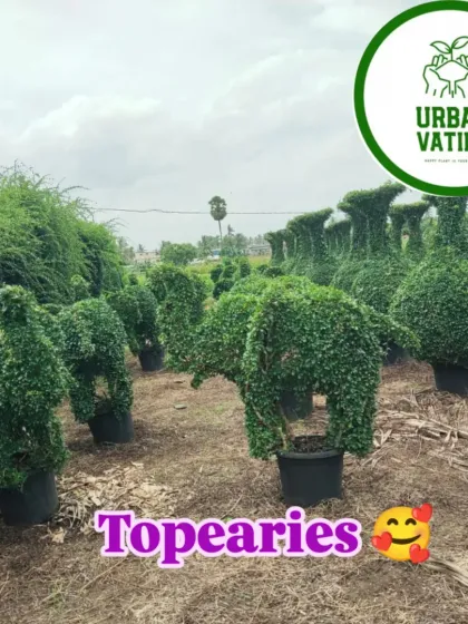 A field of topiary plants, shaped into fun animal forms like elephants.
