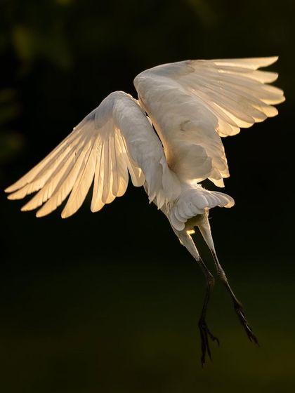 An egret in flight, with its wings beautifully illuminated from behind by the sun. This backlighting technique reveals the delicate structure and translucency of its feathers.