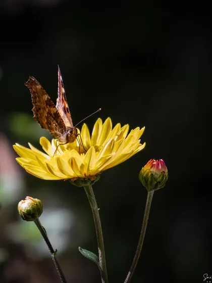 A butterfly with brown, patterned wings rests on a single yellow flower against a dark, moody background. The composition creates a sense of solitude and quiet beauty.