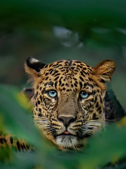 The piercing blue eyes of a leopard seen through the dense foliage of the jungle. Finding and photographing these elusive cats is a thrilling challenge. This shot is a testament to the tracking skills and patience that lead to unforgettable encounters.