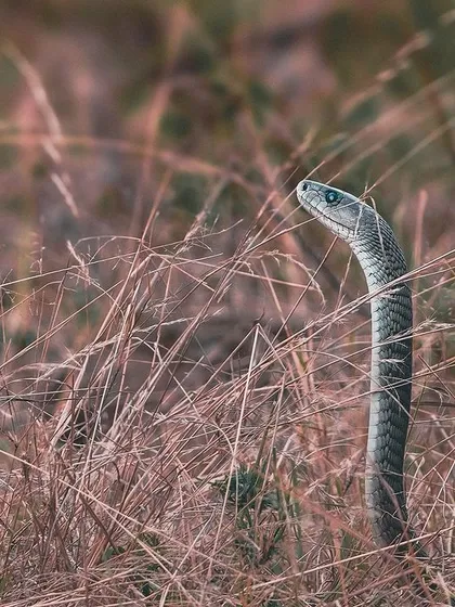 The Black Mamba. A rare and thrilling sighting. This shot, taken through the tall grass, captures the snake's alertness and the tension of the moment.