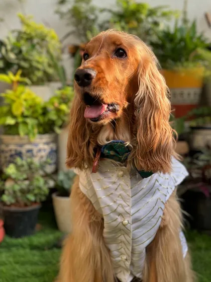 Posto looking dapper in his white Navratri outfit, complete with a stylish bow tie.
