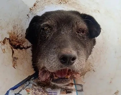 This old dog was rescued with a horrific mouth injury, likely a cancerous tumor. He is wearing a cone to prevent him from scratching it. Senior dogs with severe medical issues are a common focus of our rescues.