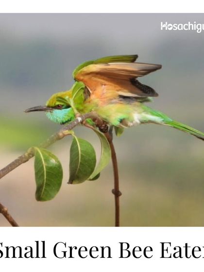 The Small Green Bee Eater, captured in a moment of flight. Birds like these are natural pest controllers and a sign of a healthy, chemical-free environment.