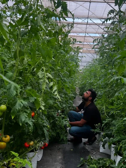 A volunteer carefully inspects tomato plants inside our high-tech greenhouse. We welcome everyone to join us, get involved in the crop cycle, and experience the dedication it takes to grow food.