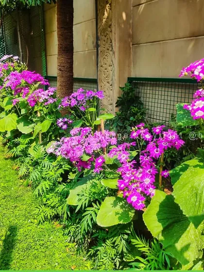 A lush border of purple Cineraria flowers, which thrive in shaded spots and add a pop of jewel-toned color.