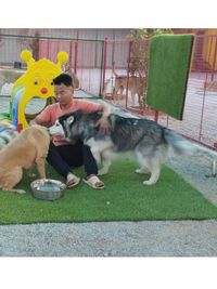 Dog Boarding & Daycare