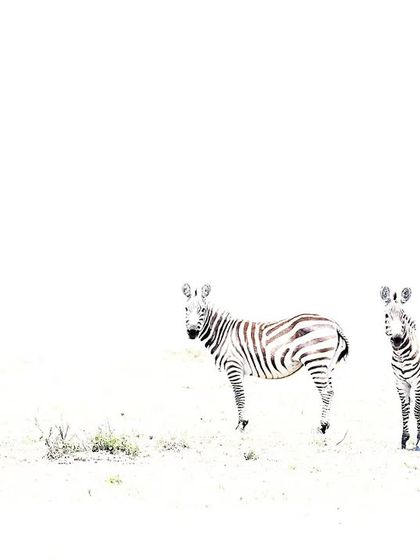 The Art of Seeing: Creative Compositions photo 25