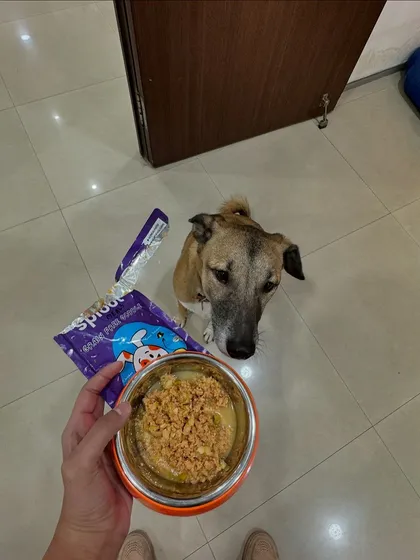 A bowl of our Punchy Paneer ready to be served. Sriracha is focused and waiting for the signal to start. It's a great source of protein for our vegetarian pup friends.