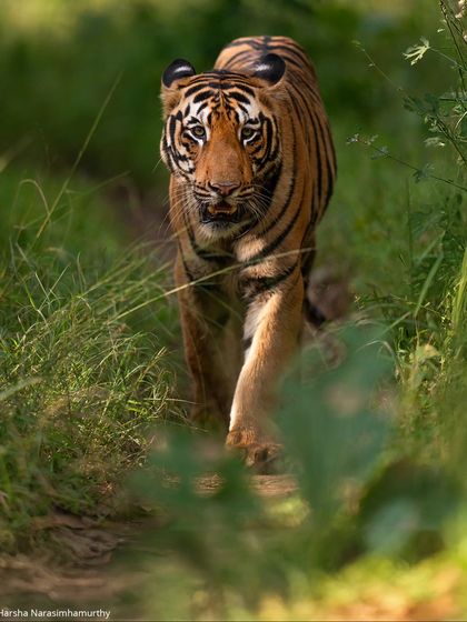 A young male tiger from Tadoba's Kolsa range, striding through the lush post-monsoon forest. The vibrant green backdrop makes his orange coat pop, creating a visually stunning image.