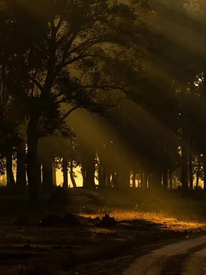There's nothing like a sunrise in Kanha. I waited for the perfect moment when the golden sun rays pierced through the morning mist and the dense Sal forest. This image isn't just a landscape; it’s about the mood, the atmosphere, and the promise of a new day in the jungle.