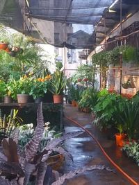 Plant Nursery and Sales