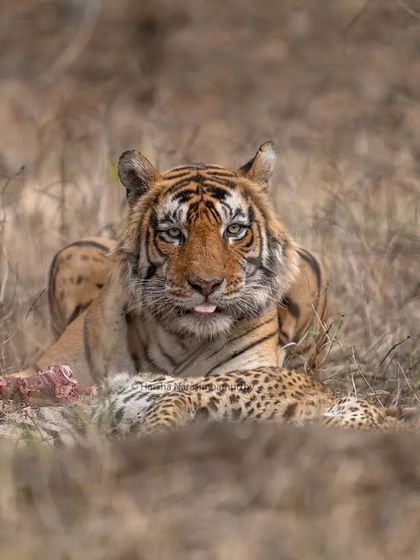 T101, the tiger responsible for the second leopard kill I witnessed. Tracking his pugmarks led us to this unbelievable and rare natural history event.