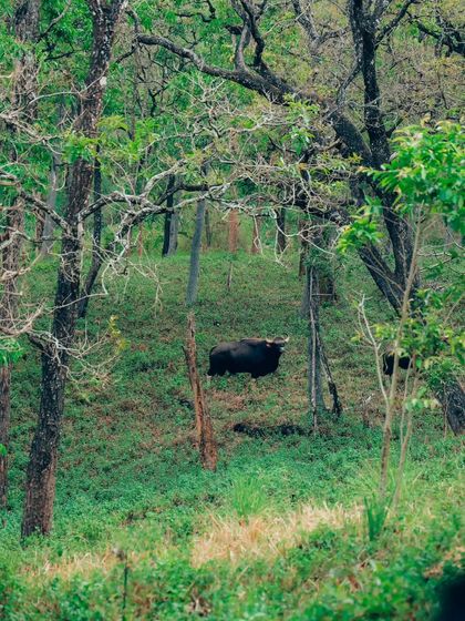 Puneeth - Cinematography for Film & Digital Media Wildlife & The Western Ghats photo 23