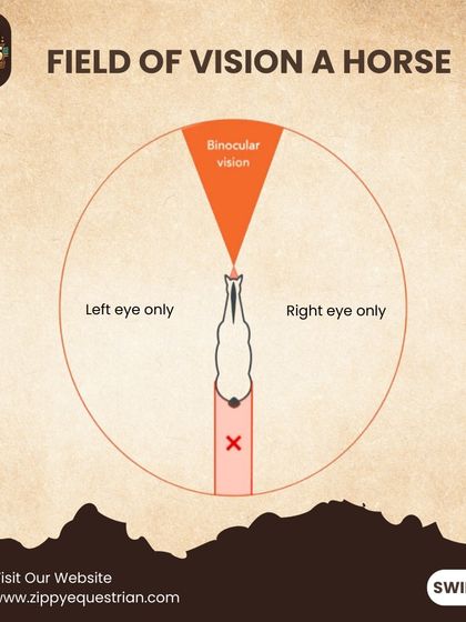 A horse's field of vision is very different from a human's. This diagram explains their monocular and binocular vision, which is essential knowledge for approaching a horse safely and understanding how they perceive the world.