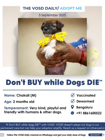 A simple update with a powerful message: Chakali has been adopted. Every time we post one of these, it's a victory for a rescued dog and a testament to the power of our community network.