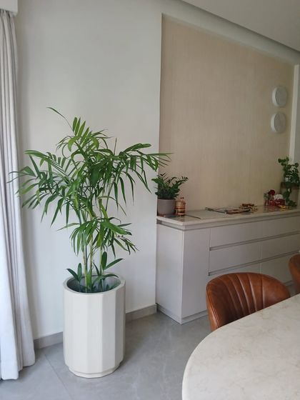 Placed in a bright dining area, this Bamboo Palm thrives and adds a natural element to the room. It’s a great way to soften modern interiors and improve air quality where you eat.
