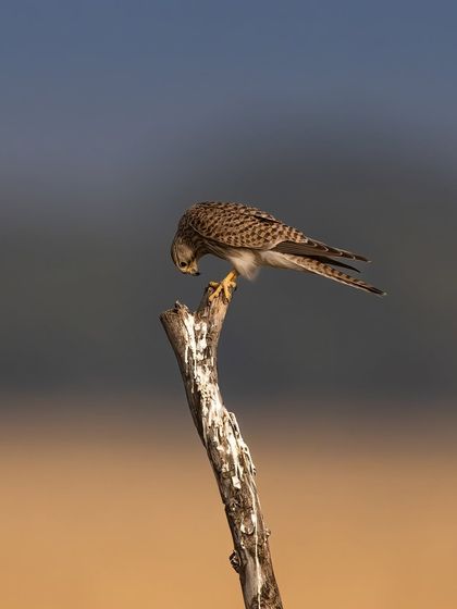 A common kestrel looking down from its perch, likely spotting prey on the ground below. This image captures the intense focus of a hunting raptor.