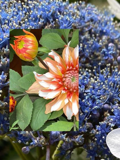 A collage of colorful flowers, with a vibrant dahlia placed against a backdrop of blue hydrangeas.