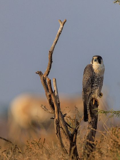 A Peregrine Falcon perched on a dry stump in the Little Rann of Kutch, with a Wild Ass visible in the background. This image captures two iconic species of the Rann in a single frame.