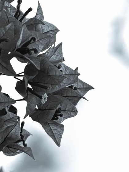 Lalith - Wildlife & Nature Photography Nature's Textures & Wallpapers photo 6