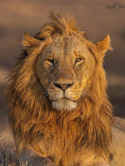 A classic wildlife portrait. This lion's expression and features are highlighted by careful use of natural light and a shallow depth of field, which my Sony gear excels at creating.