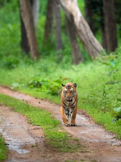 A tiger walks down a wet jungle track during the monsoon in Bandipur. The rain transforms the forest into a painter's dream, with lush greens and moody skies creating a perfect canvas.