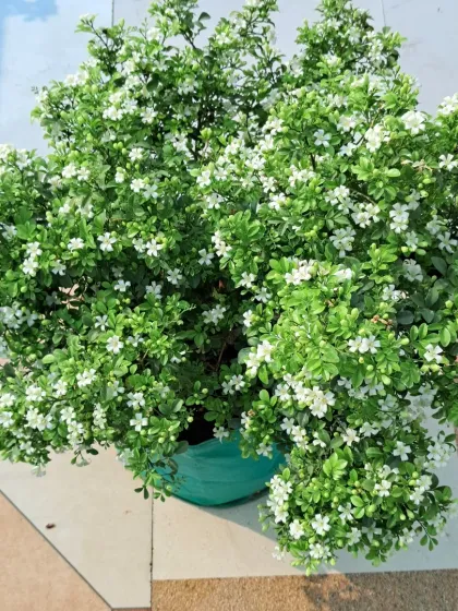 Bhardwaj - Urban Gardening Consultation A Riot of Colorful Flowers photo 78