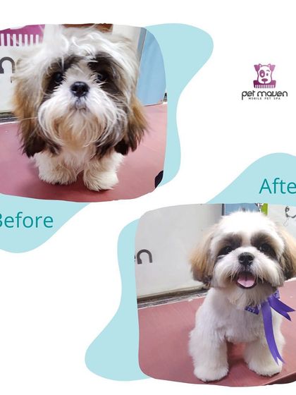 From shaggy to chic! This little one received a full service grooming experience, including a bath, haircut, and a stylish finishing bow, all within the comfort of our mobile pet spa.