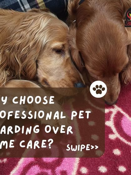 Anvis - Dog Boarding Helpful Tips for Pet Parents photo 10