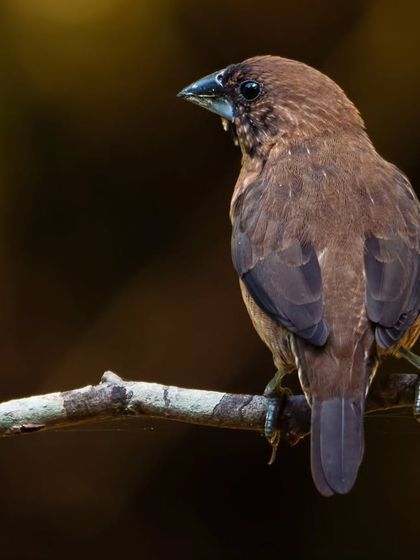 Avian Portraits: The Birds of India photo 22