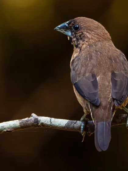 The Black-throated Munia, seen from behind, shows off its subtle but beautiful plumage against a soft, bokeh background.