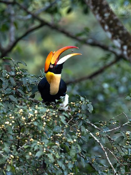 A close up of a hornbill tossing a berry into the air before swallowing it. Capturing these split second action moments is a rewarding challenge.