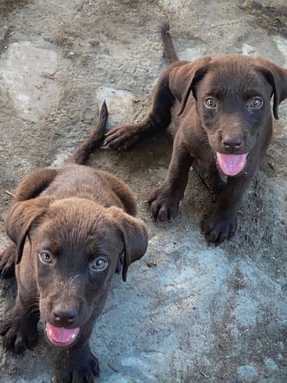 A pair of beautiful chocolate Labrador puppies looking for their forever homes. They have been raised with care and are ready for family life.