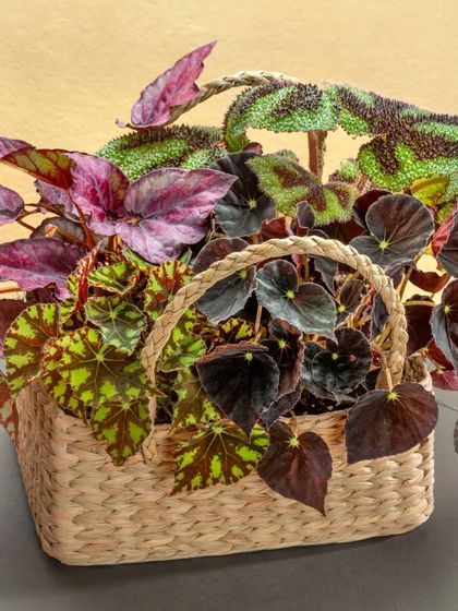 A beautiful woven basket filled with a variety of Rex Begonias. The natural texture of the basket complements the colorful and patterned leaves, making it a perfect decorative piece.