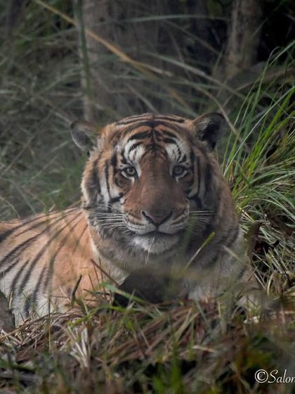 Big Cat Chronicles photo 13