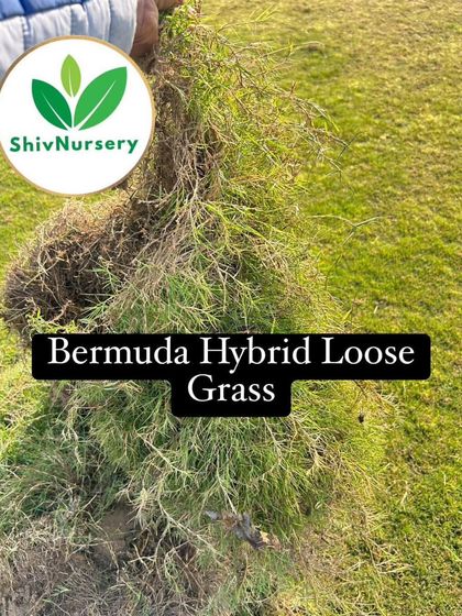 A pile of Bermuda Hybrid Loose Grass, ready to be bagged and transported for a project.