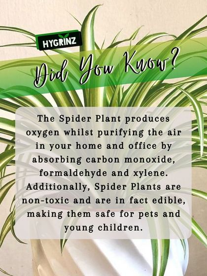 Hygrinz - Plant Sales & Gardening Supplies Gardening Tips & Plant Facts photo 19