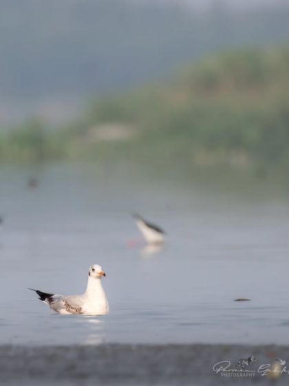A Brown-headed Gull floating peacefully in the misty waters of Najafgarh Lake.