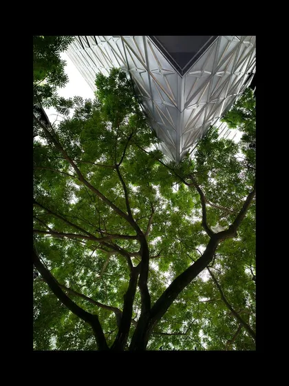Looking up from below, the geometric facade of the MAP museum contrasts with the organic form of an old tree. This juxtaposition of the natural and the man-made is a central theme in our work, creating a richer architectural experience.