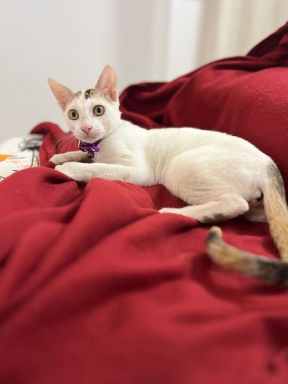 Biscuit, at just 4 months old, on her first catcation. Boarding cats when they are young is a great way to socialize them for future travel.