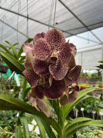 A close-up of a deep maroon, speckled Vanda orchid. These exotic flowers are new arrivals at our Horamavu and GKVK Road branches.
