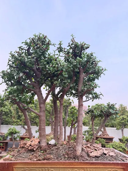 Another view of the Jade bonsai forest, showcasing the different heights and trunk thicknesses that create a realistic, layered landscape.