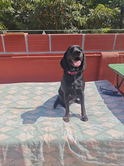 Sunbathing is a popular activity here. This happy pup is soaking up the rays on our outdoor cot.