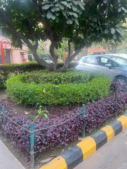 A mature tree surrounded by a circular hedge and purple groundcover. This technique protects the tree's base and adds a structured, colorful element to the landscape.