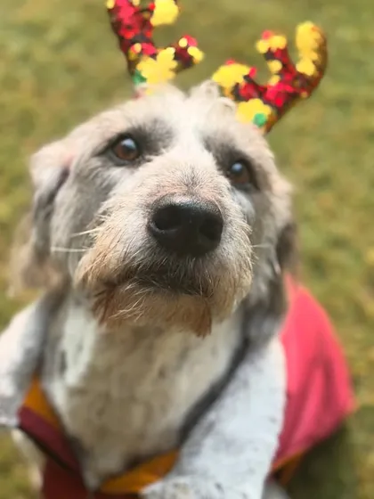 Duke, an 8-year-old Schnauzer, looking festive. He and his 15-year-old brother Mickey moved with their family from the USA to Delhi, and we are so honored they chose us.