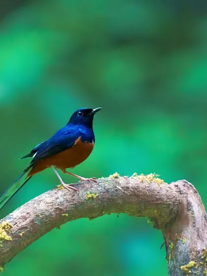 A White-rumped Shama strikes a pose, its deep blue and chestnut colors creating a beautiful contrast against the soft green background. This is a classic portrait that celebrates the bird's form and color.